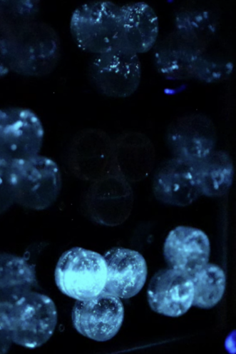 Breathing With Algae