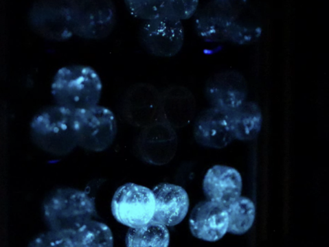 A microscopic image of blue algae cells against a black backdrop. They glow with a blue luminescence. 
