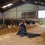 An image of a person adorned in all black, with a cape-like garment at the back, lying semi prone on the floor of a barn in a farm. The cape-like element of their outfit is decorated with multi coloured trinkets of varying materials. In the background of the image, cows in a paddock can be seen, with the space illuminated by natural light coming through the entrance to the right of the image. 