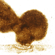 Close-up of brown sand particles swirling and dispersing to form an outline of a person on a white background.