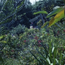 Dense tropical garden with various green plants, colorful flowers, and a small house partially hidden in the background.