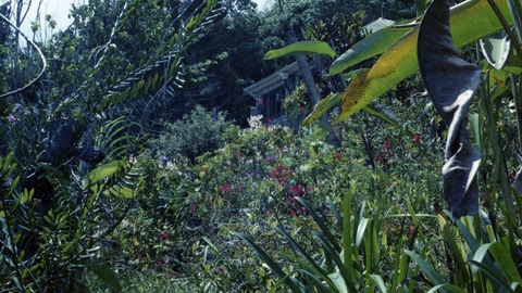 Dense tropical garden with various green plants, colorful flowers, and a small house partially hidden in the background.