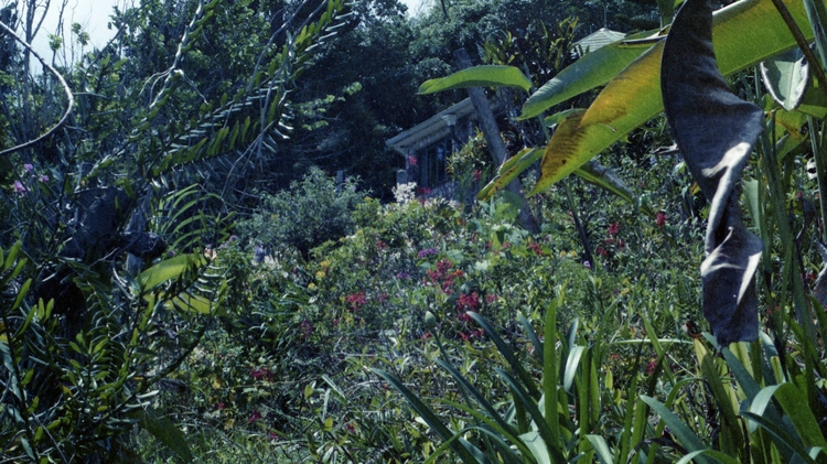 Dense tropical garden with various green plants, colorful flowers, and a small house partially hidden in the background.