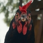 Close-up of a black chicken with bright red comb and wattles, looking directly at the camera outdoors.
