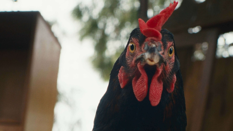 Close-up of a black chicken with bright red comb and wattles, looking directly at the camera outdoors.