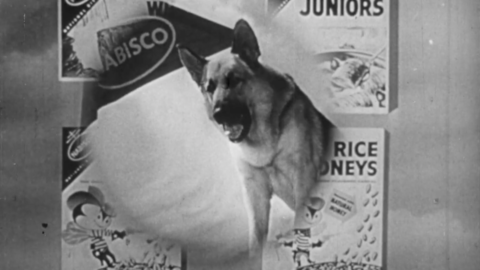 The Movie Orgy - dog and cereal