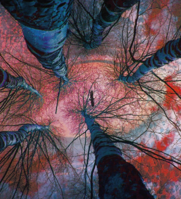 Looking up at tall, bare trees with a vivid pink and orange sky. The view creates a dramatic, surreal atmosphere, emphasising height and contrast.