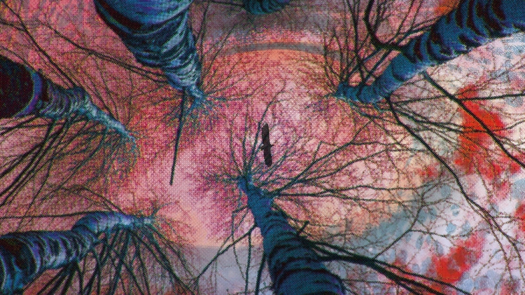 Looking up at tall, bare trees with a vivid pink and orange sky. The view creates a dramatic, surreal atmosphere, emphasising height and contrast.
