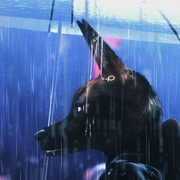 Digital artwork of a coyote with earrings sitting in the rain, looking out a rain-covered window against a blue and purple neon-lit background.