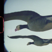 Geese, Super Nature