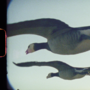 Geese, Super Nature