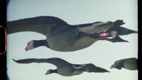 Geese, Super Nature
