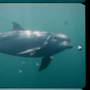 A dolphin swimming