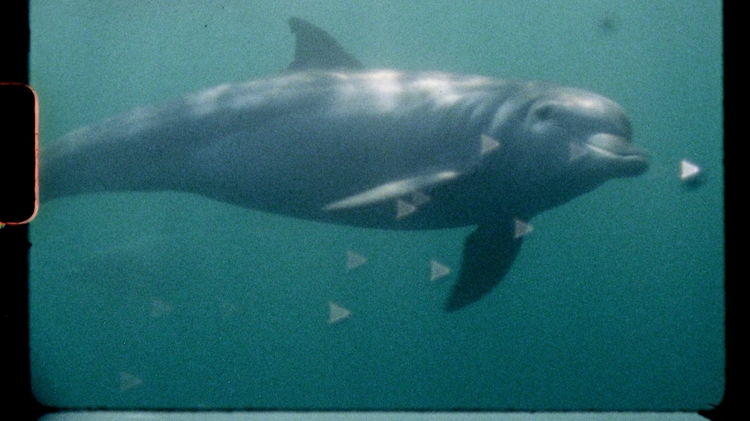 A dolphin swimming