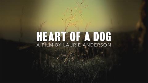 Trailer for Heart of a Dog