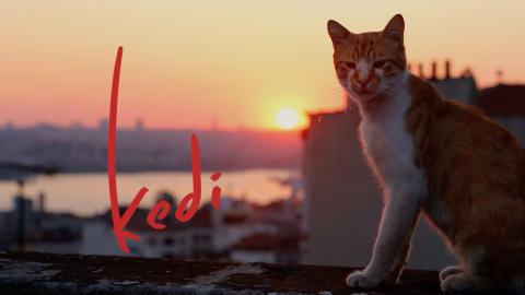 Trailer for Kedi
