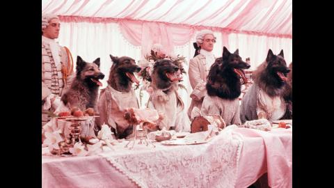 Angela Carter on Film: The Company of Wolves Q&A