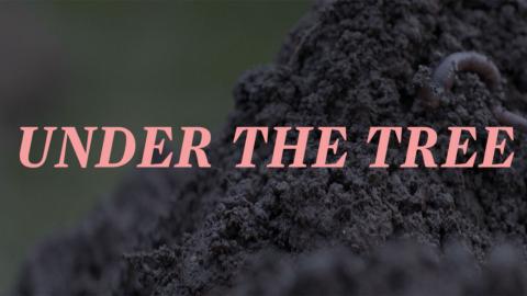 Trailer for Under the Tree