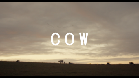 Trailer for Cow