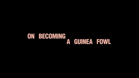 Trailer for Preview: On Becoming a Guinea Fowl