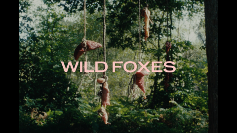 Trailer for Wild Foxes